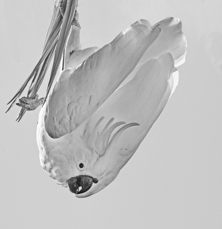 MERIT.....Annette Sutton